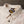 Indigofera Delray 6oz Linen Canvas Shirt Ecru close up collar